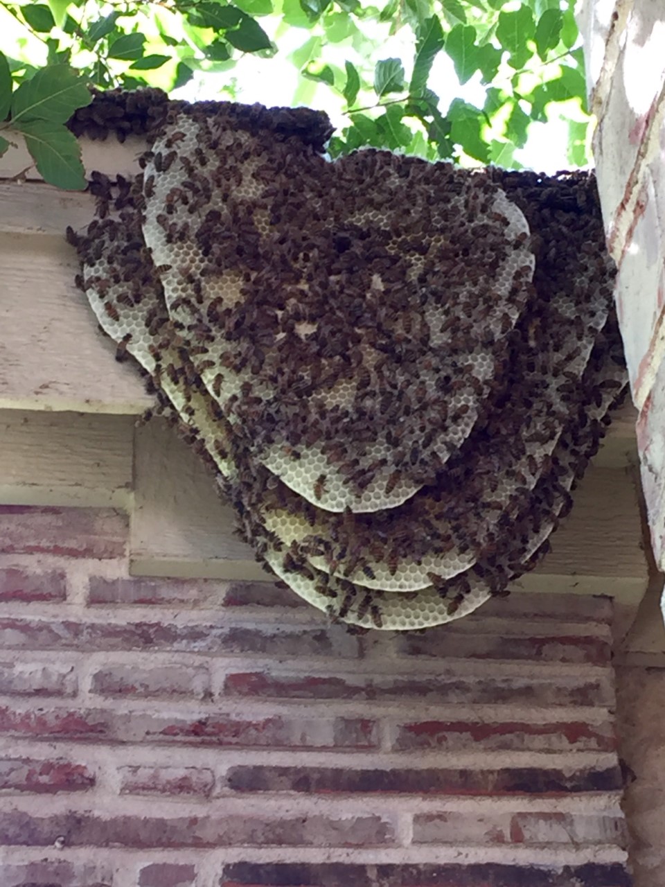africanized-bee-hive-on-shingles-and-facia-board